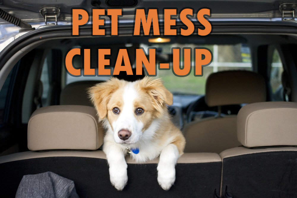Pet Mess Clean-Up