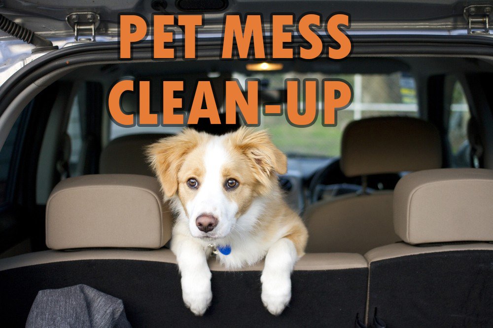 Pet Mess CleanUp Onsite Detail